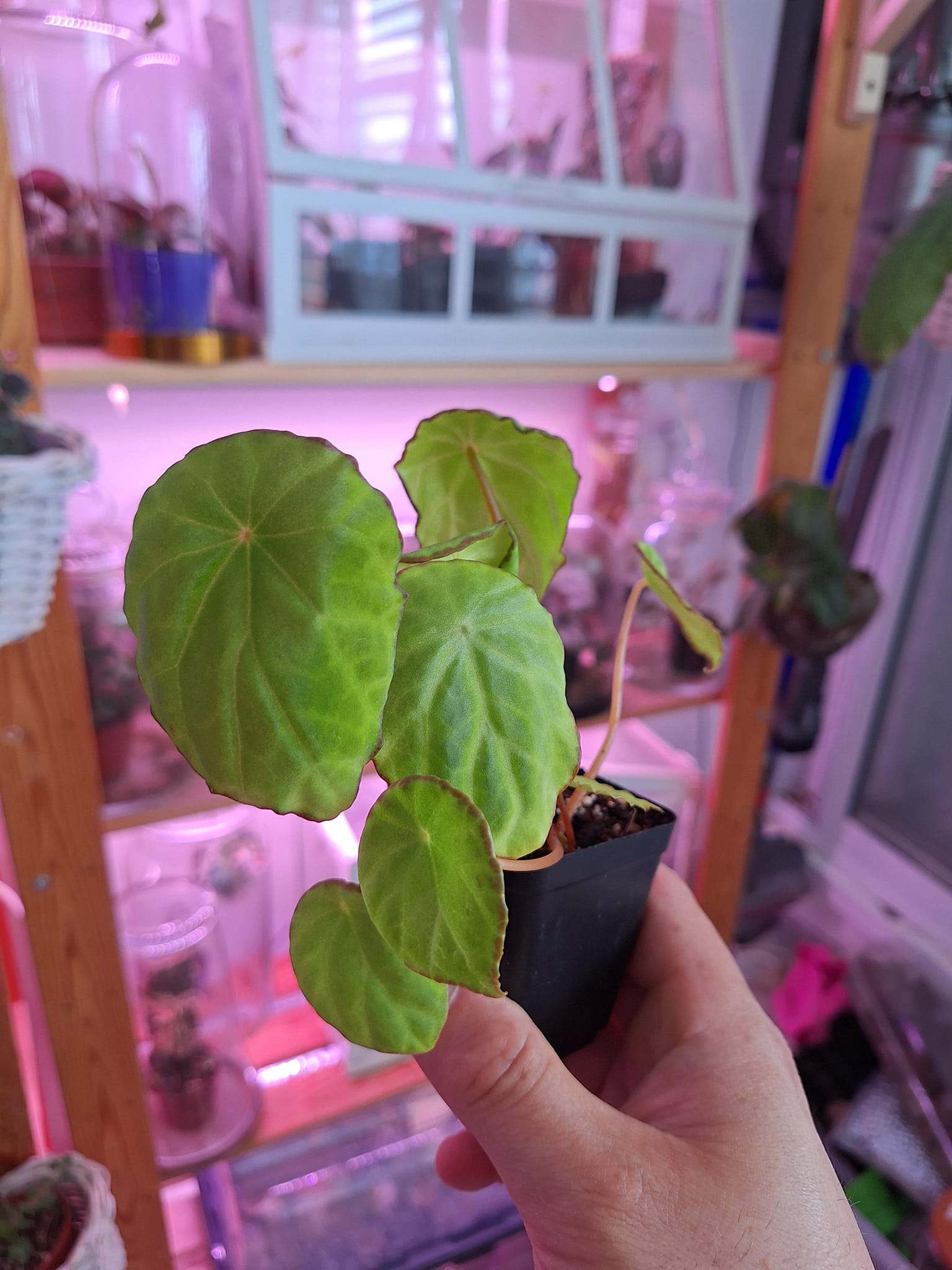 Begonia scapigera